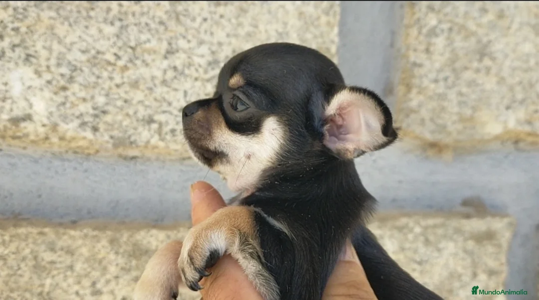Chihuahua perros en venta: Chihuahua cabeza manzana  - Anuncio 2