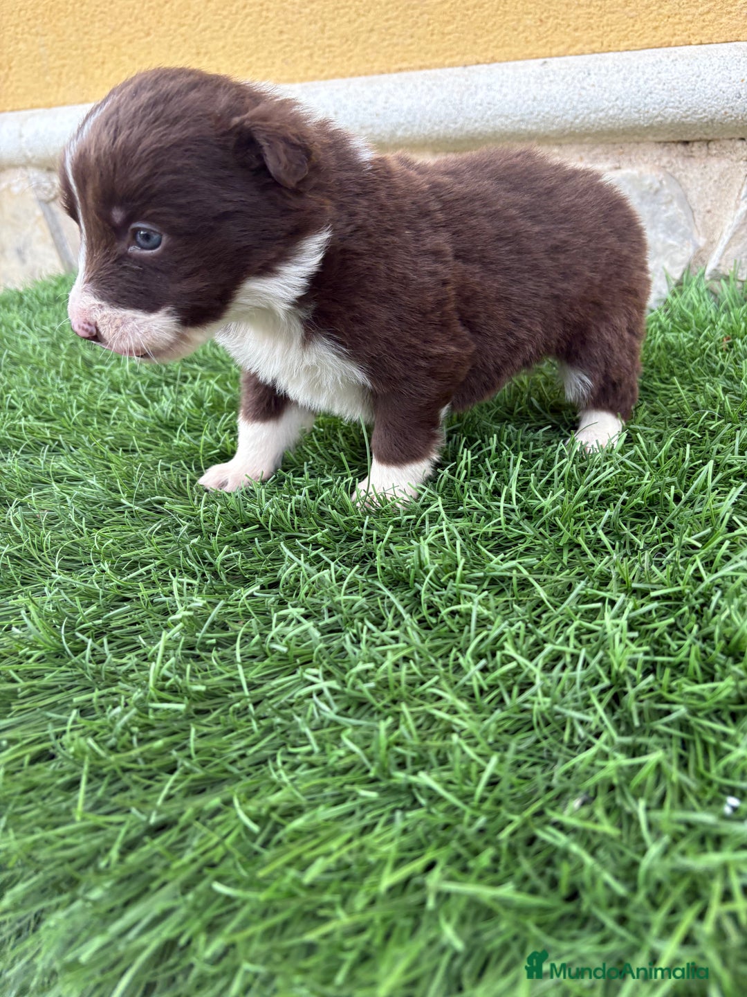 Border Collie perros en venta: Hembra chocolate de Border Collie  - Anuncio 3