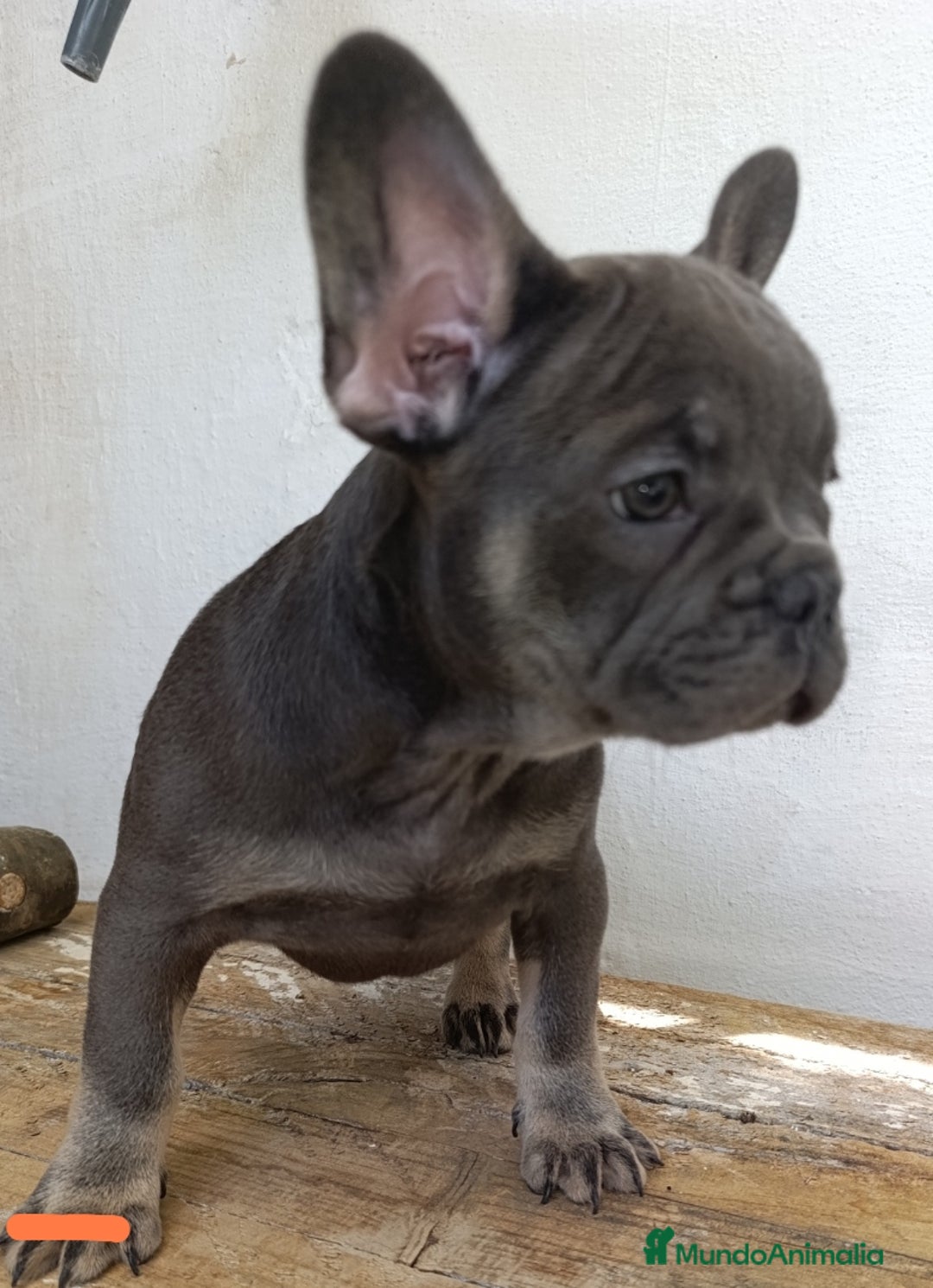 Teckel perros en venta: Preciosos teckel kaninchen y varias razas  - Imagen 9