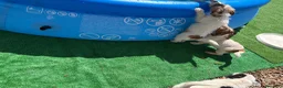 Jack Russell Terrier perros en venta: Jack terrier  - Anuncio 6