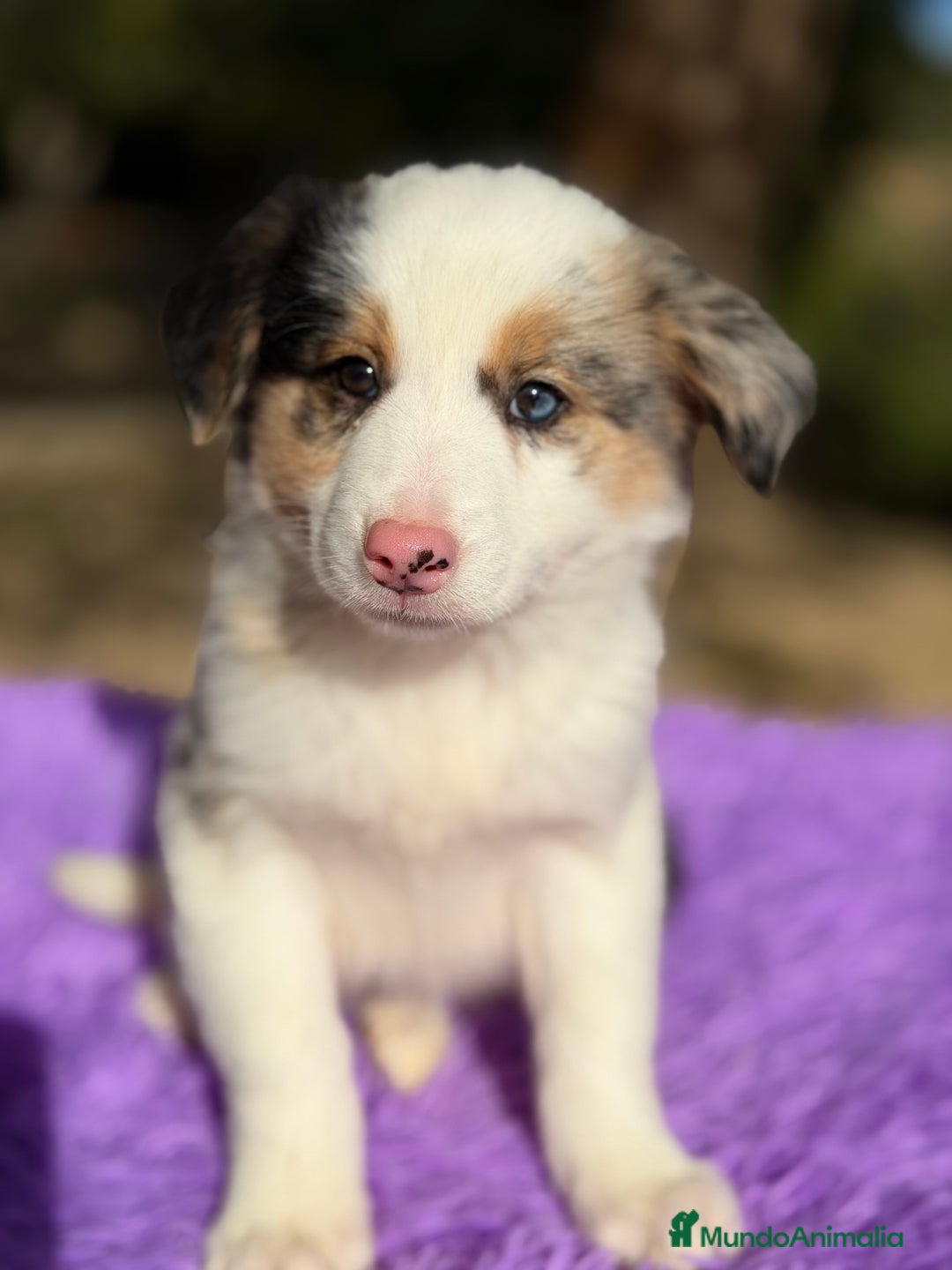 Border Collie perros en venta: Border collie Merle  - Anuncio 3