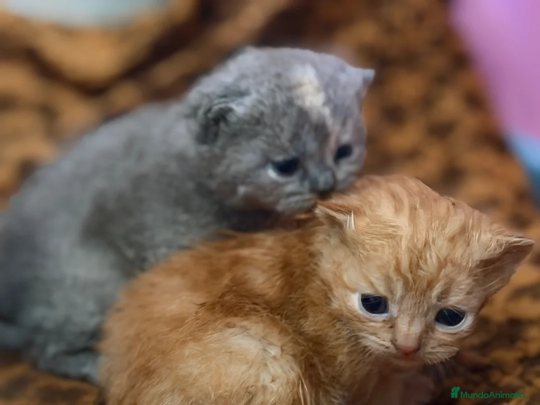 Británico de Pelo Corto gatos en venta: British  - Anuncio 4