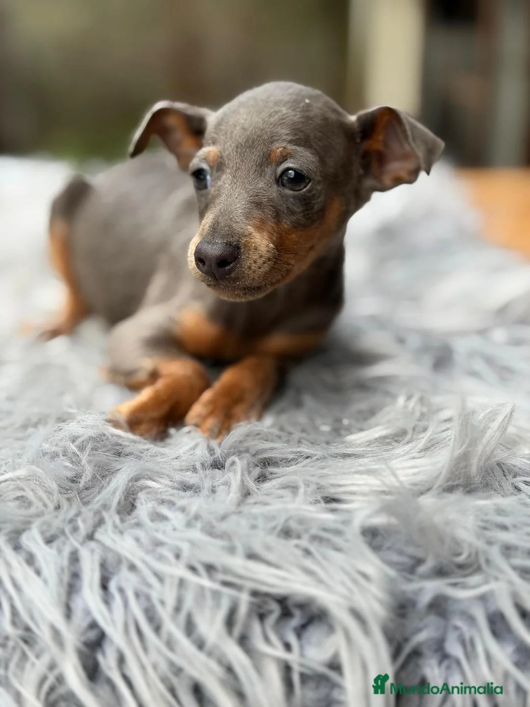 Pinscher Miniatura perros en venta: CAMADA MINIPINSCHER BLUE DISPONIBLES - Anuncio 1