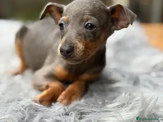 Pinscher Miniatura perros CAMADA MINIPINSCHER BLUE DISPONIBLES - Anuncio 1