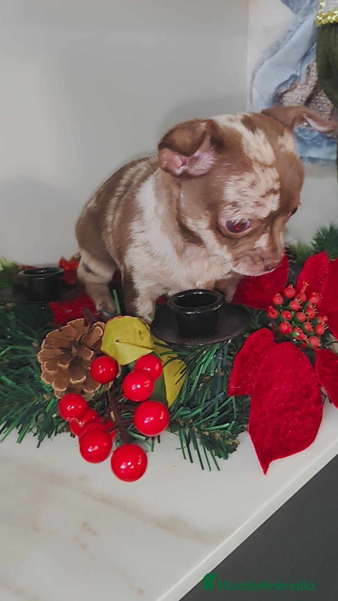 Chihuahua perros en venta: Hembra de chihuahua merle  - Anuncio 5