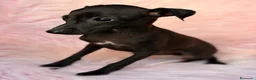 Pequeño Lebrel Italiano perros en venta: Piccolo hembra  (pequeño lebrel italiano) - Anuncio 8