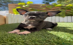 Chihuahua perros en venta: CHIHUAHUA HEMBRA - Imagen 11