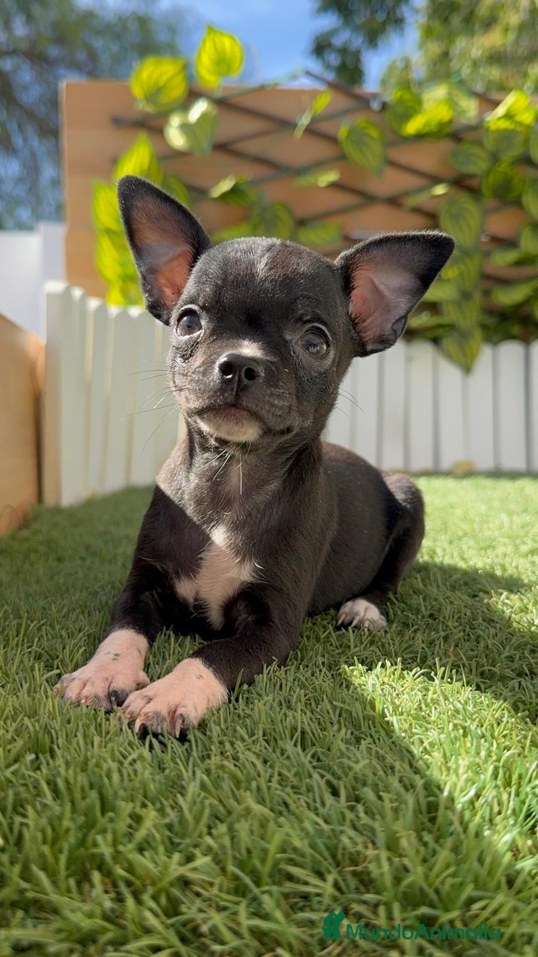 Chihuahua perros en venta: CHIHUAHUA HEMBRA - Imagen 11