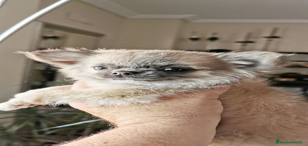 Imagen de galería {{count}}