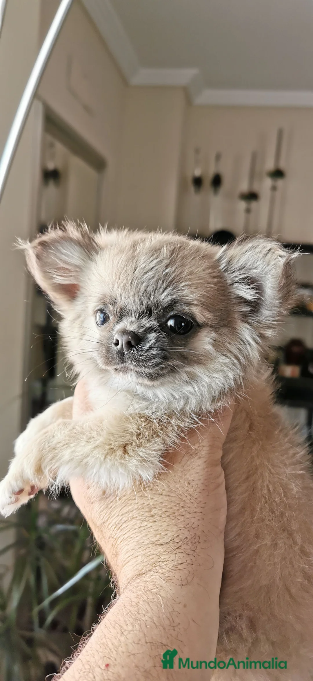 Imagen de galería {{count}}