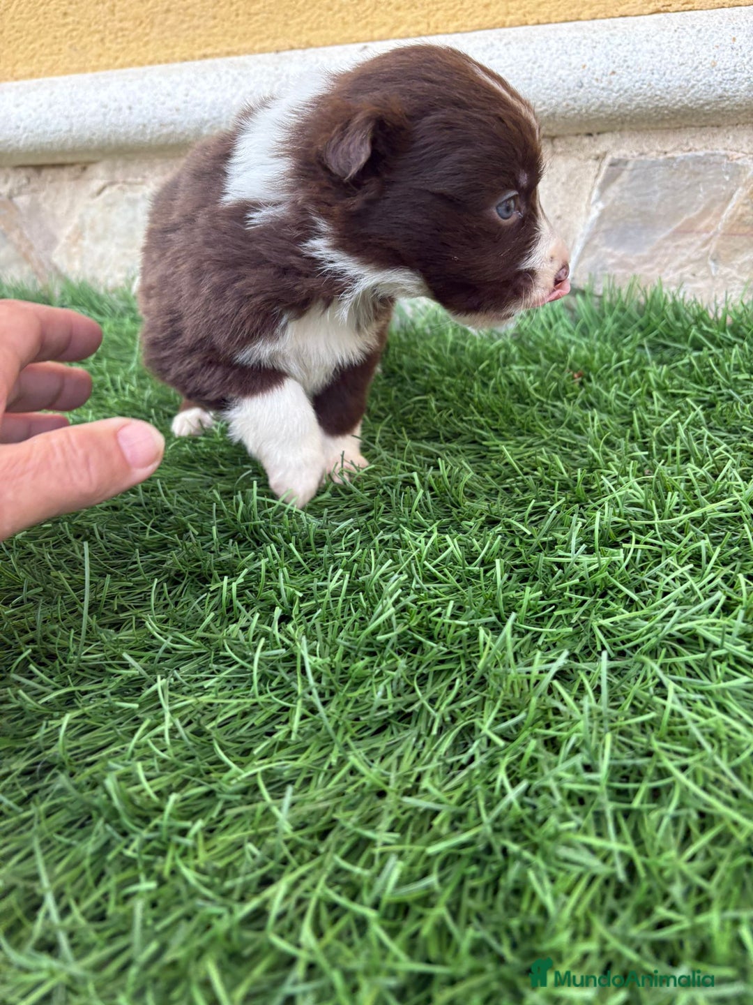 Border Collie perros en venta: Impresionantes Border Collie varios colores  - Anuncio 16