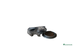 Pomerania perros en venta: PRECIOSA HEMBRITA POMERANIA - Imagen 2