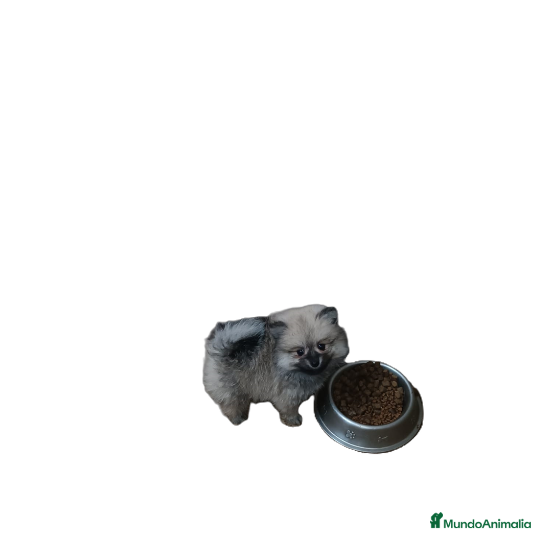 Pomerania perros en venta: PRECIOSA HEMBRITA POMERANIA - Imagen 2