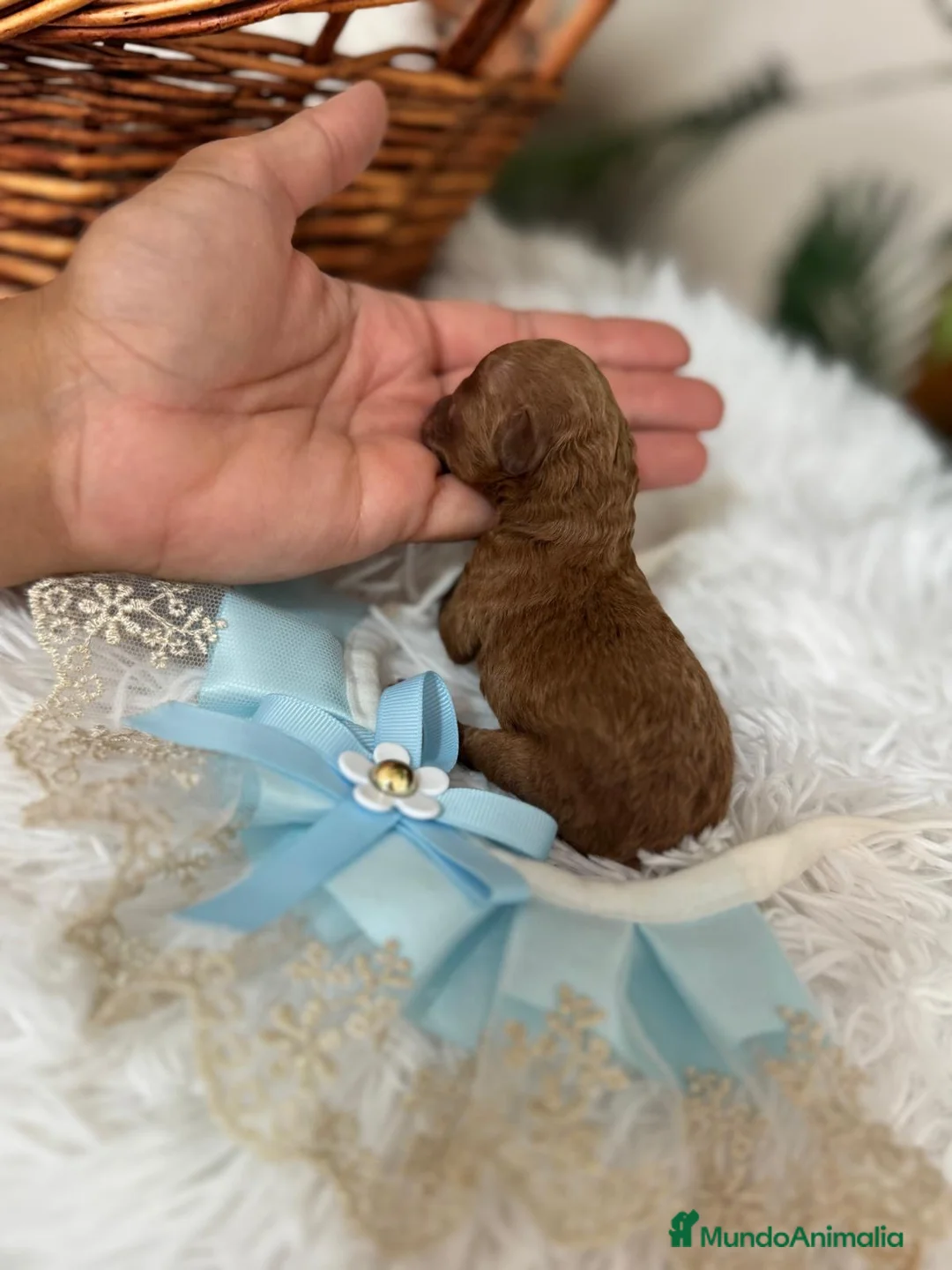 Caniche Toy perros en venta: CANICHE TOY - Anuncio 2