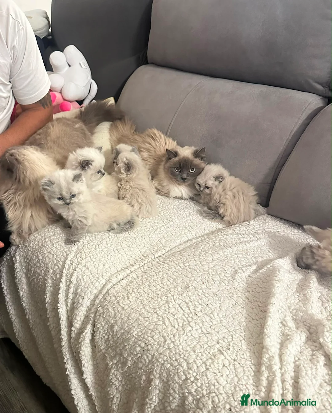 Sagrado de Birmania gatos en venta: Birmanos 641387649 - Anuncio 3