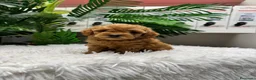 Caniche Toy perros en venta: CANICHE TOY - Anuncio 14