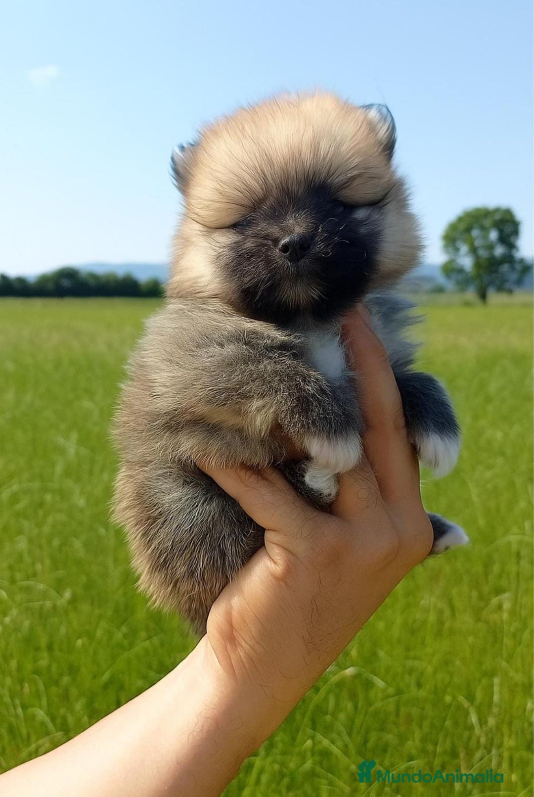 Pomerania perros en venta: Pomerania  - Imagen 2