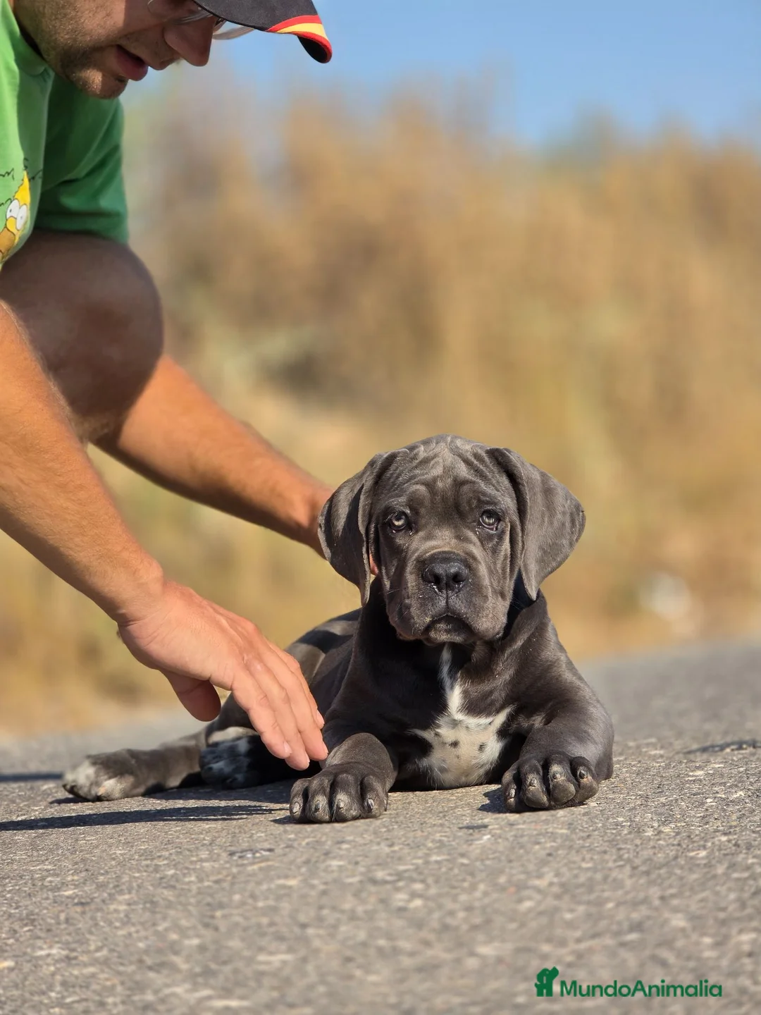 Cane Corso perros en venta: Cachorra Cane Corso - Anuncio 2