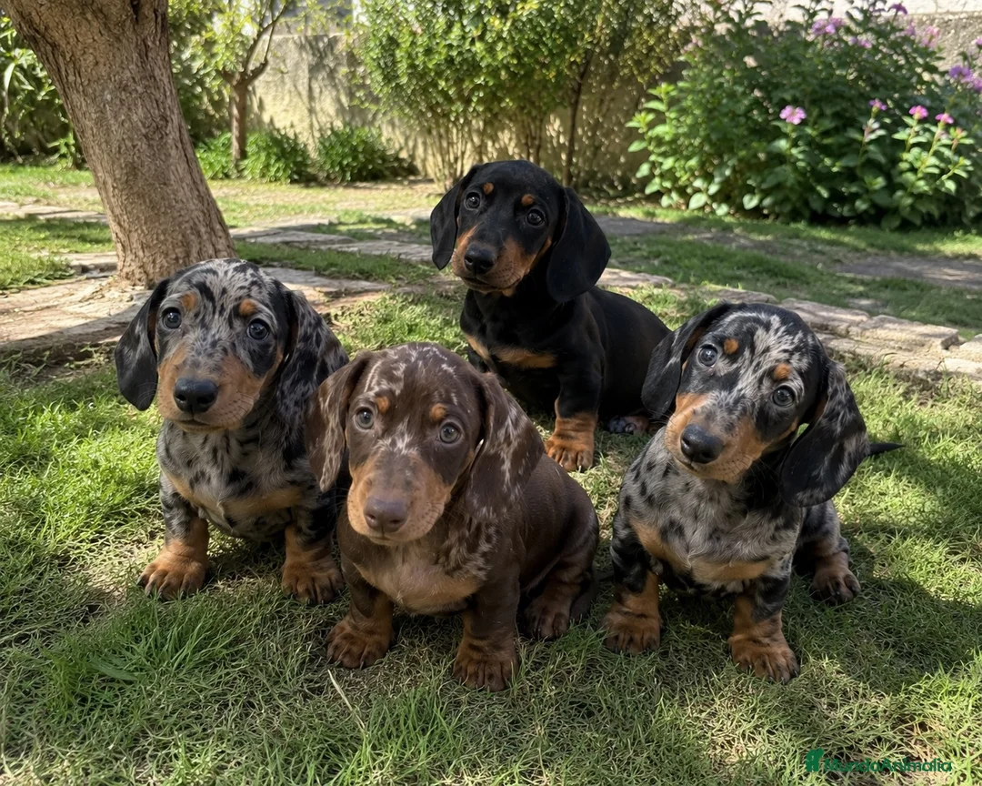 Teckel Miniatura perros en venta: Camada Disponible de Teckel Miniatura 🐾 - Anuncio 1