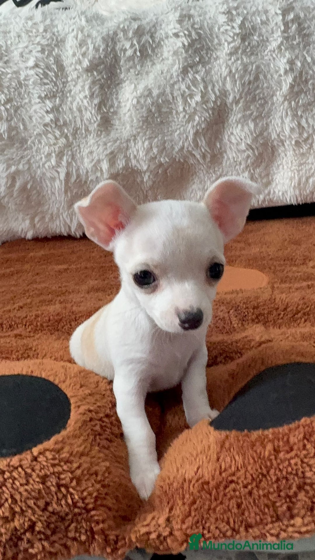 Chihuahua perros en venta: Chihuahua mini toy  - Imagen 5