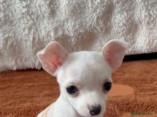 Chihuahua perros Chihuahua mini toy - Anuncio 6