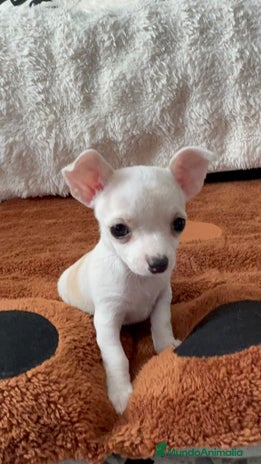 Chihuahua perros Chihuahua mini toy - Anuncio 2