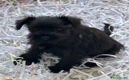 Schnauzer Miniatura perros en venta: Cachorra Schnauzer miniatura  - Imagen 2