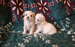 Bichón Maltés perros en venta: Bichon maltés  - Imagen 2