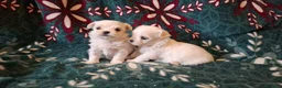 Bichón Maltés perros en venta: Bichon maltés  - Anuncio 2