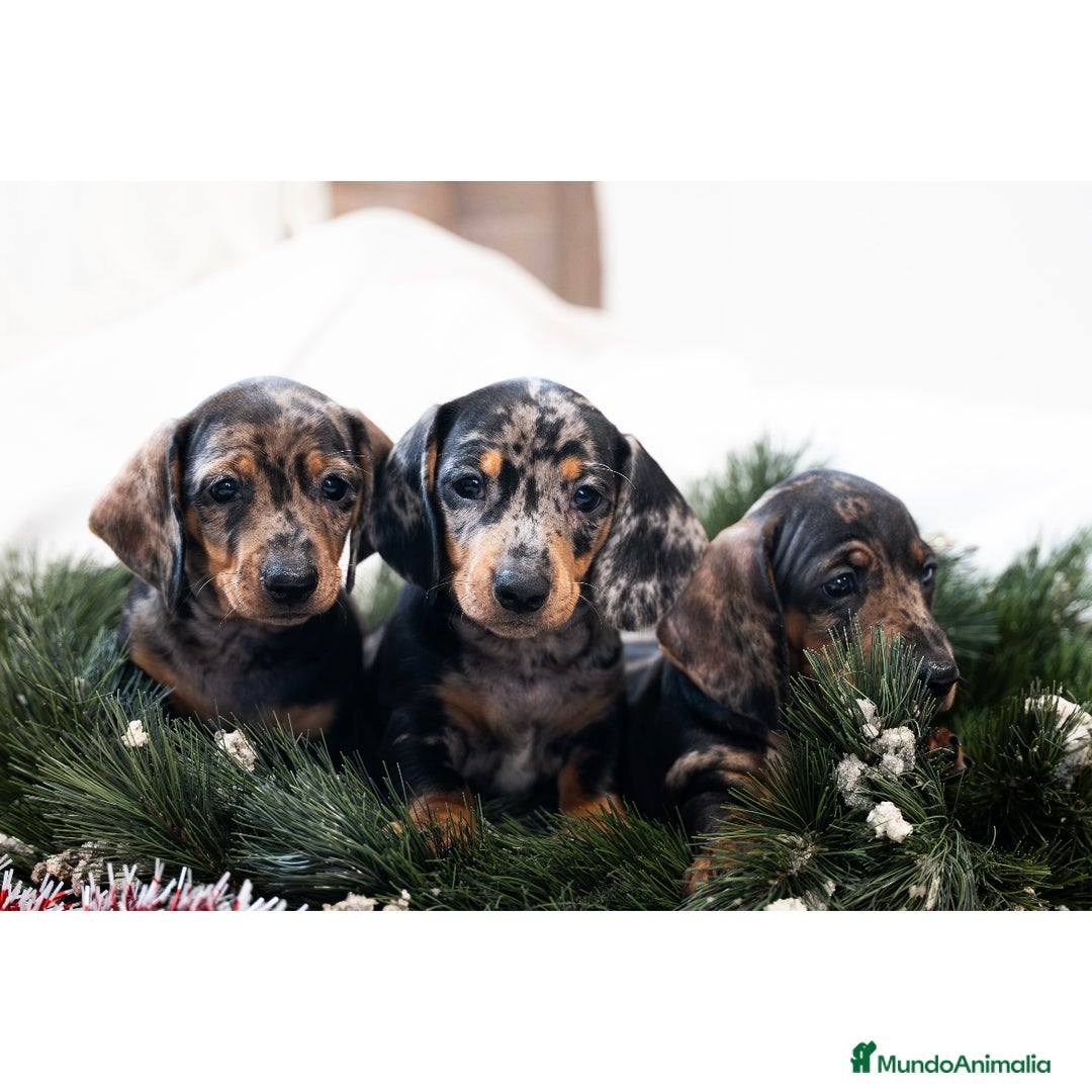 Teckel Miniatura perros en venta: Camada de Teckel miniatura 💙 - Anuncio 13