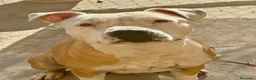 American Staffordshire-Terrier perros en venta: American Stanford  - Anuncio 2