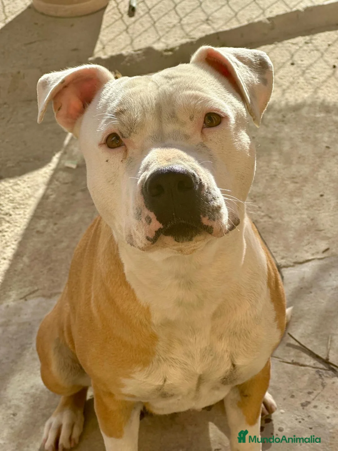 American Staffordshire-Terrier perros en venta: American Stanford  - Anuncio 2
