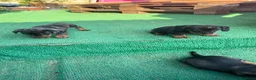 Teckel perros en venta: Teckel - Anuncio 3