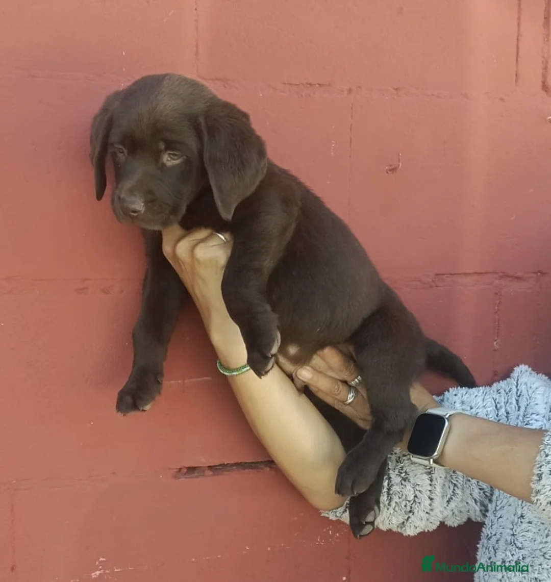 Labrador Retriever perros en venta: Macho chocolate labrador retriever 🐾🩵 - Anuncio 2