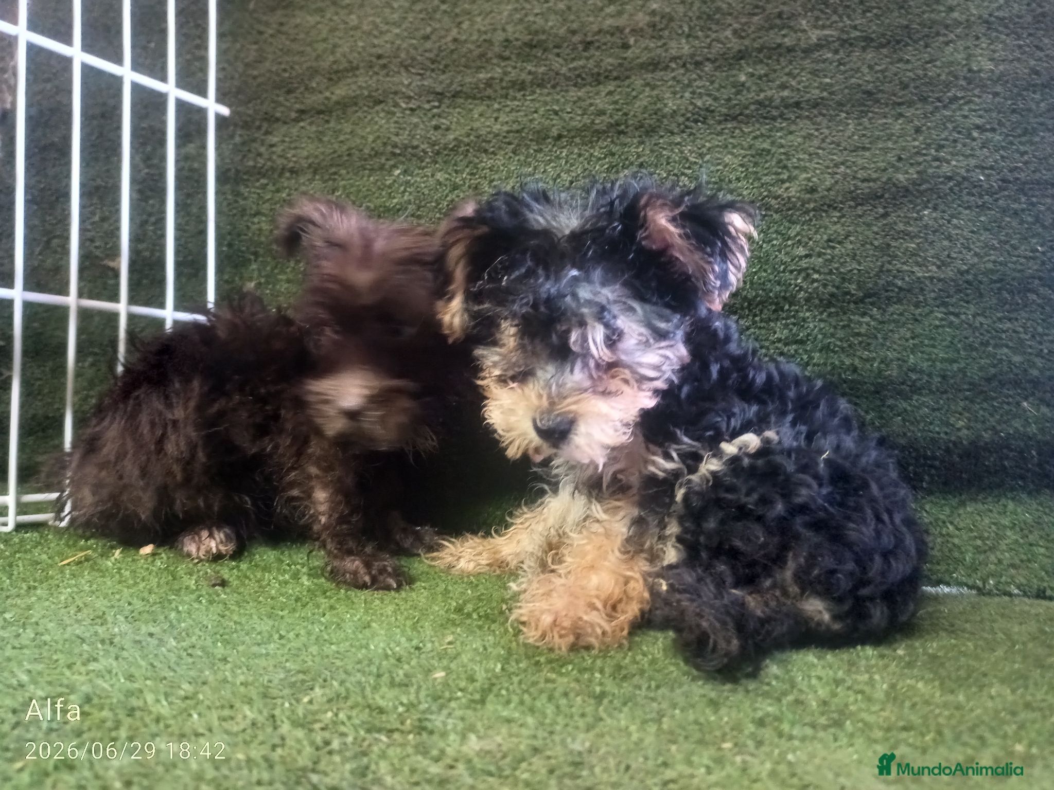 Morkie perros Cachorros Morrkie - Anuncio 1