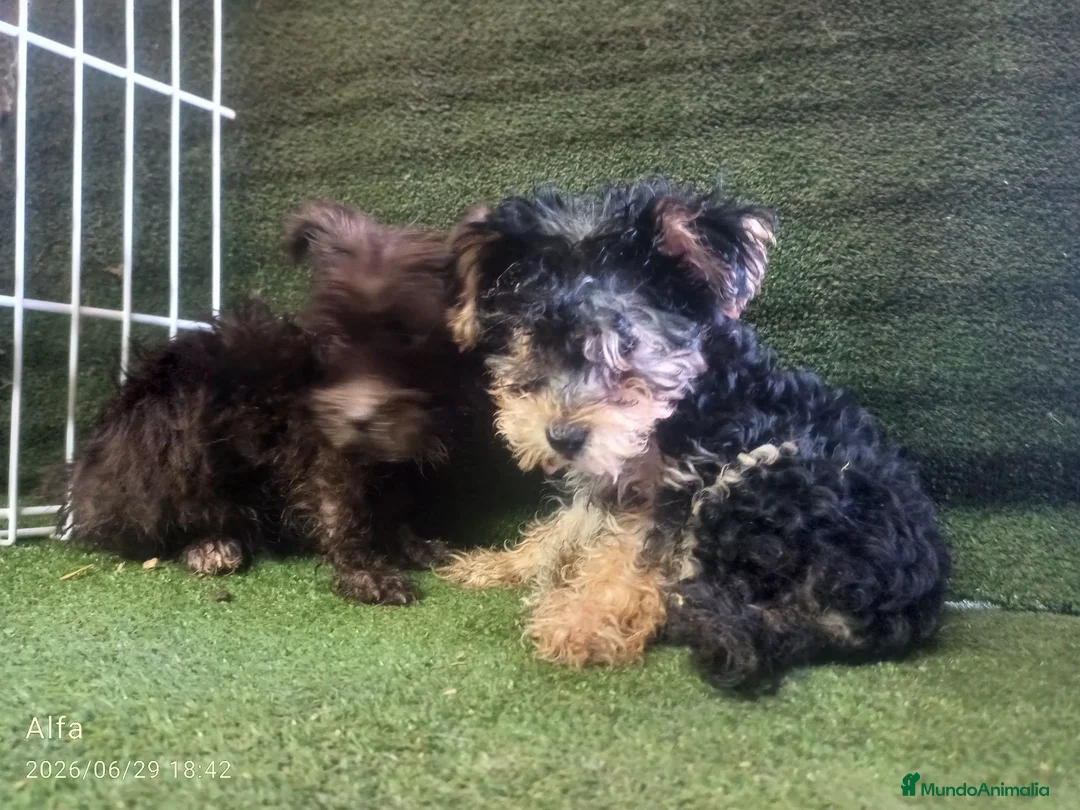 Morkie perros en venta: Cachorros Morrkie - Anuncio 1