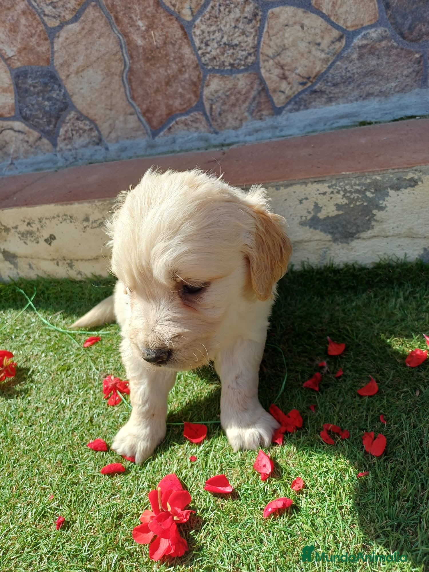 Golden Retriever perros Golden retriever línea americana - Anuncio 4