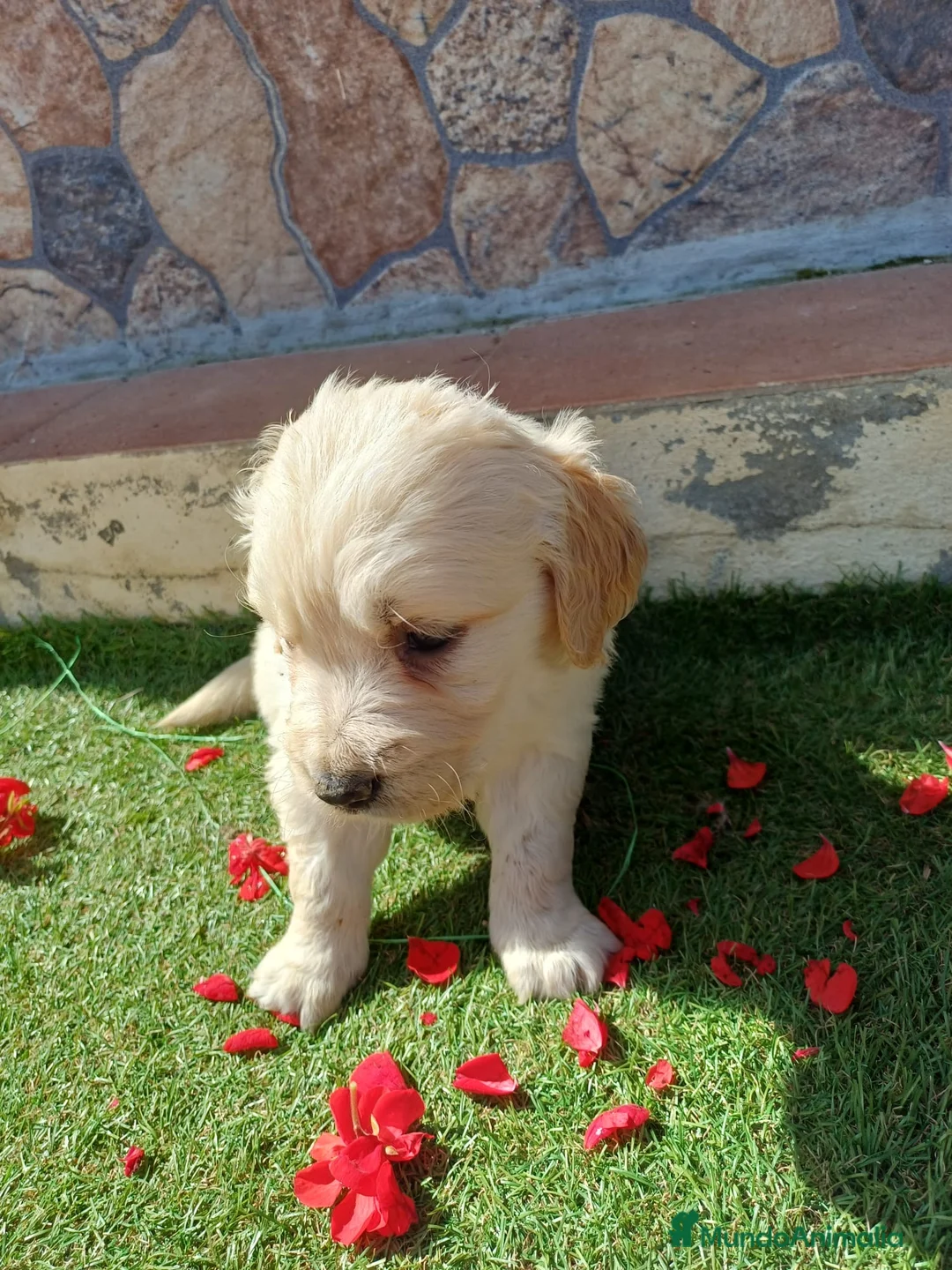 Golden Retriever perros en venta: Golden retriever línea americana - Anuncio 1