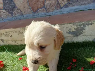 Golden Retriever perros Golden retriever línea americana - Anuncio 2