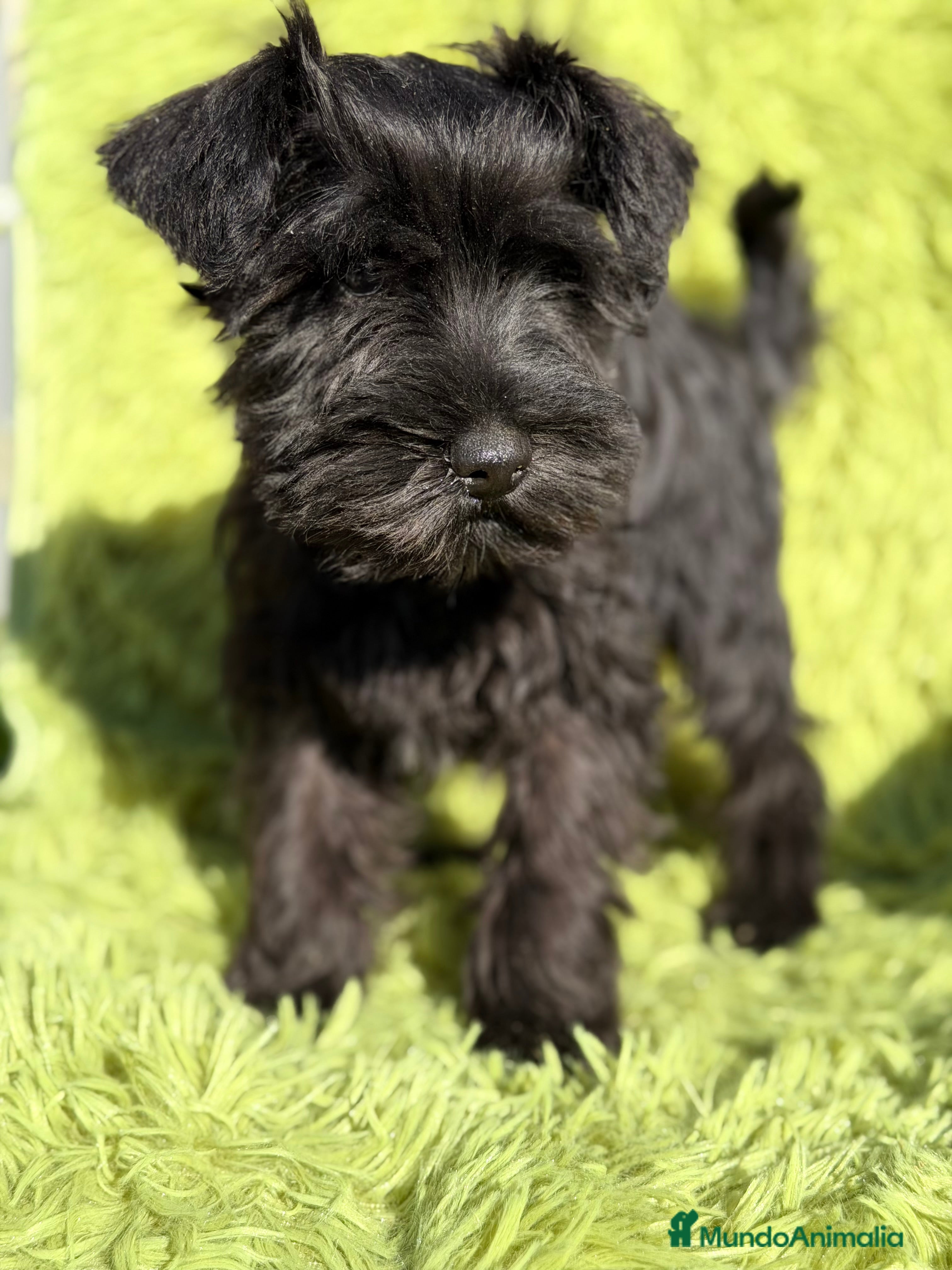 Schnauzer Miniatura perros Schnauzer miniatura  - Anuncio 1