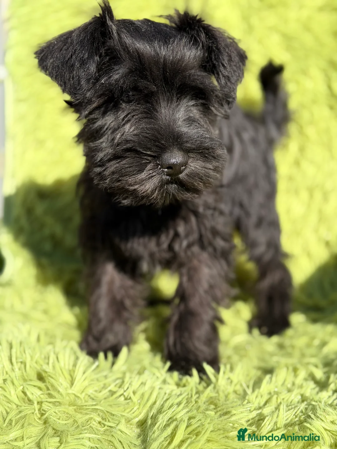 Schnauzer Miniatura perros en venta: Schnauzer miniatura  - Anuncio 1