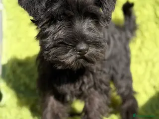 Schnauzer Miniatura perros Schnauzer miniatura - Anuncio 1