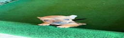 Chihuahua perros en venta: Chihuhua  - Anuncio 7