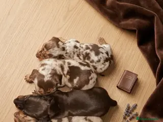 Teckel Miniatura perros Preciosos teckel disponibles ✨🐶 - Anuncio 1