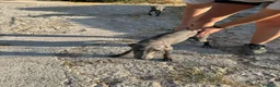 Whippet perros en venta: Whipper macho blue  - Anuncio 5