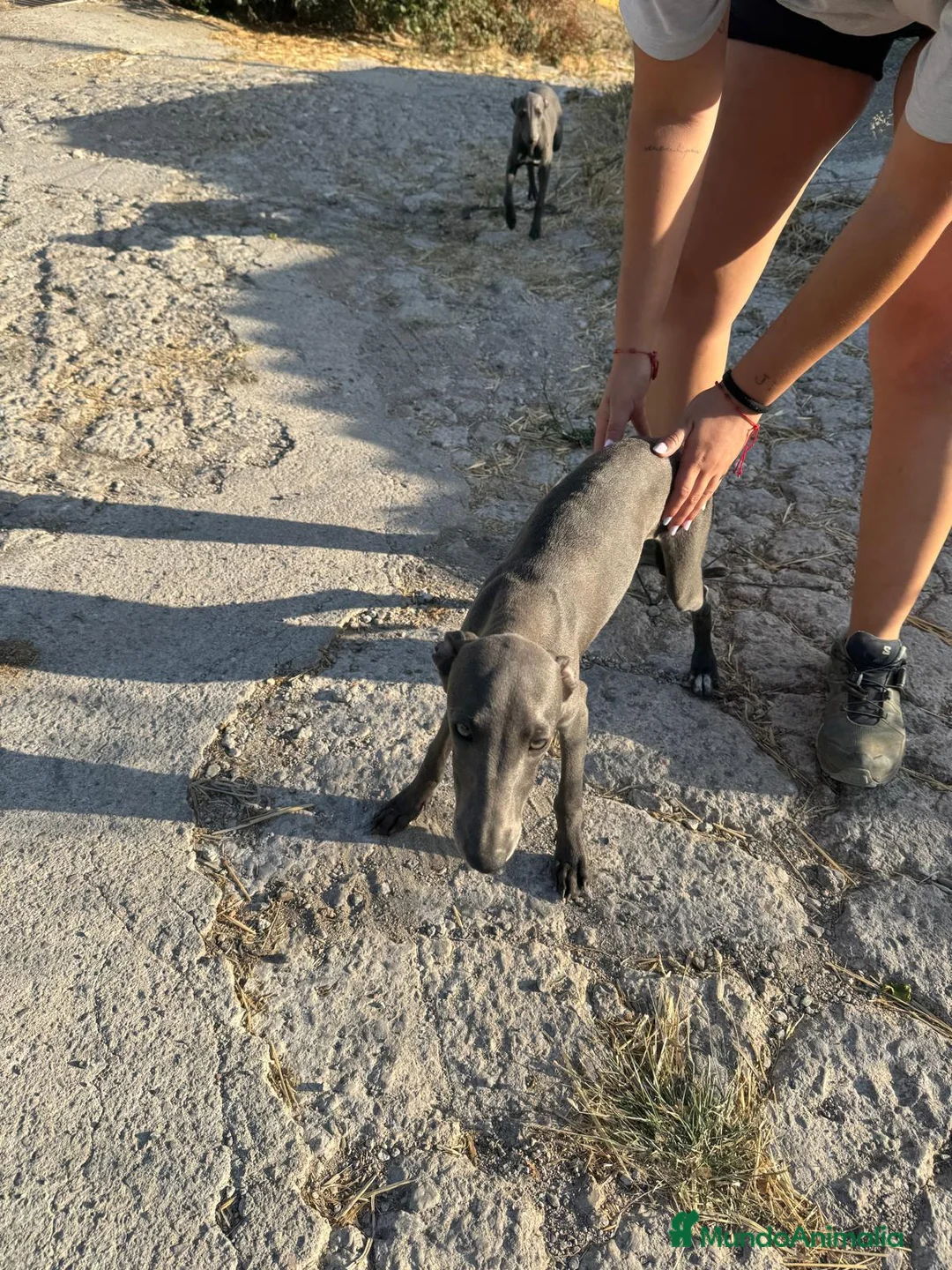Whippet perros en venta: Whipper macho blue  - Anuncio 5