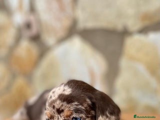 Teckel Miniatura perros - Anuncio 16