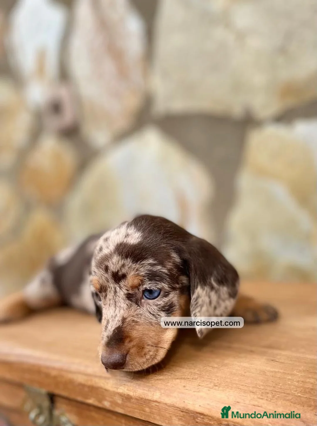 Teckel Miniatura perros en venta: TECKEL ARLEQUIN PURA RAZA - Anuncio 1