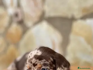 Teckel Miniatura perros TECKEL ARLEQUIN PURA RAZA - Anuncio 11