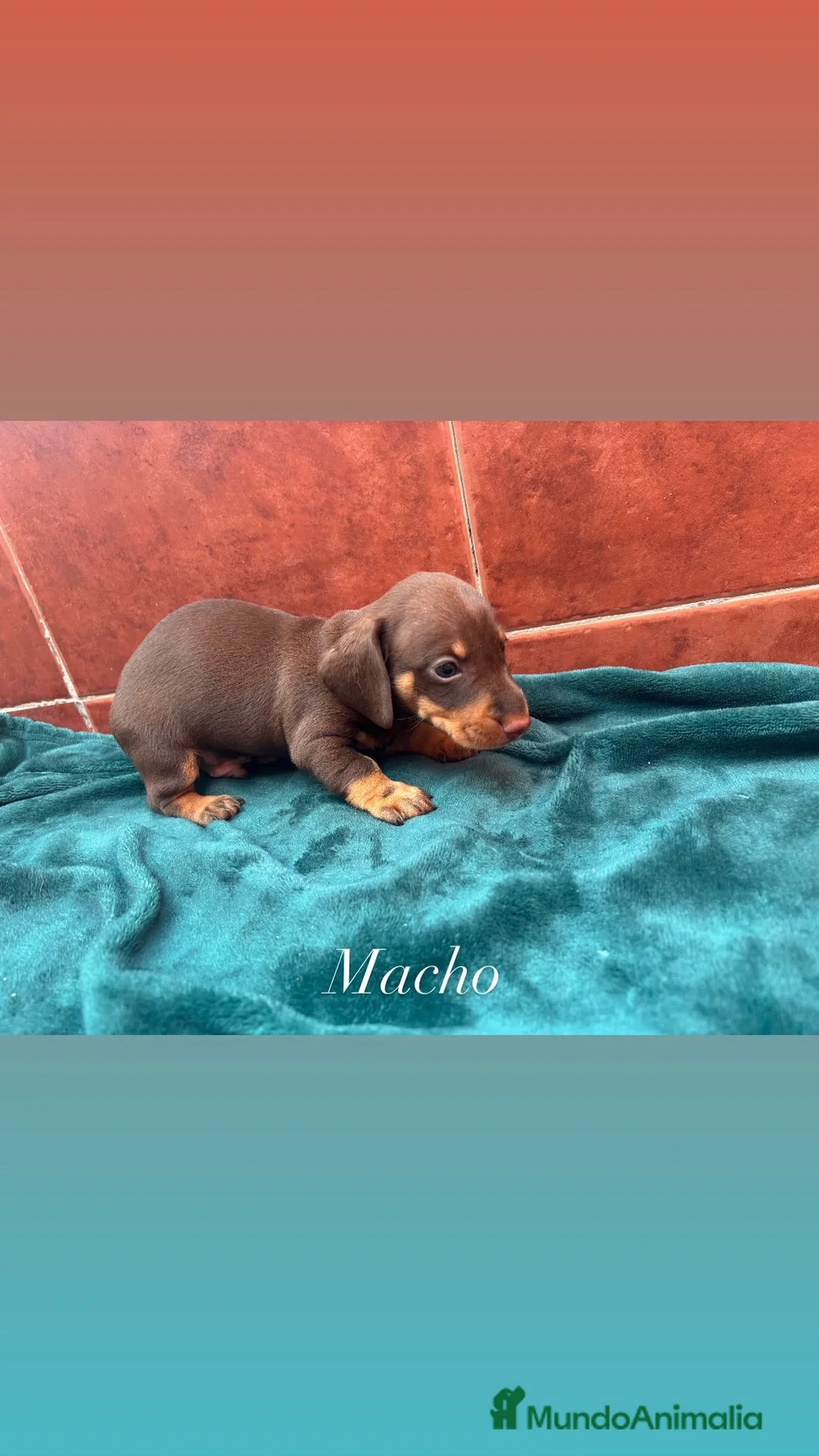 Teckel Miniatura perros en venta: Teckel Kaninchen  - Anuncio 6